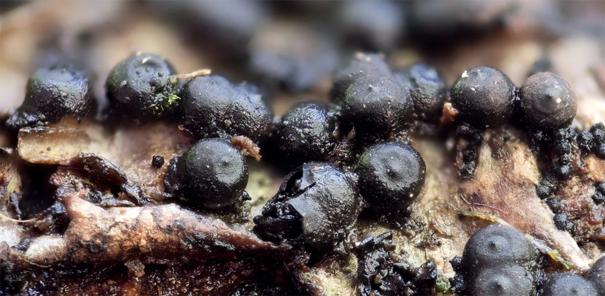 Slime Mould 2023A 11