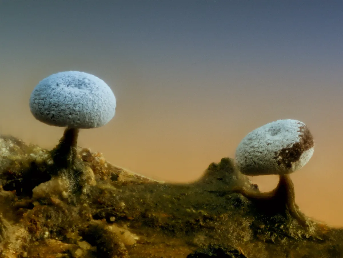 Slime Mould 2023A 12