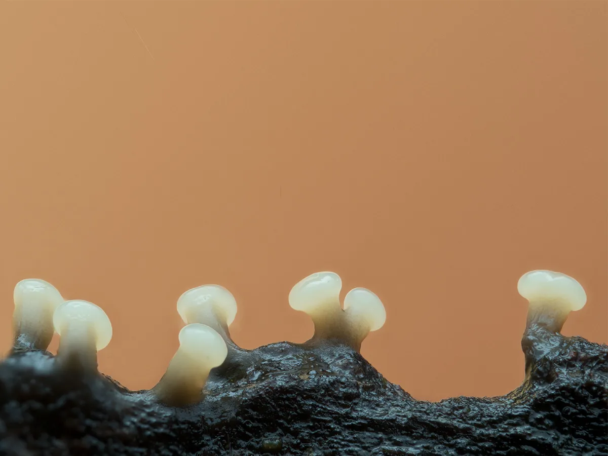 Slime Mould 2023A 13