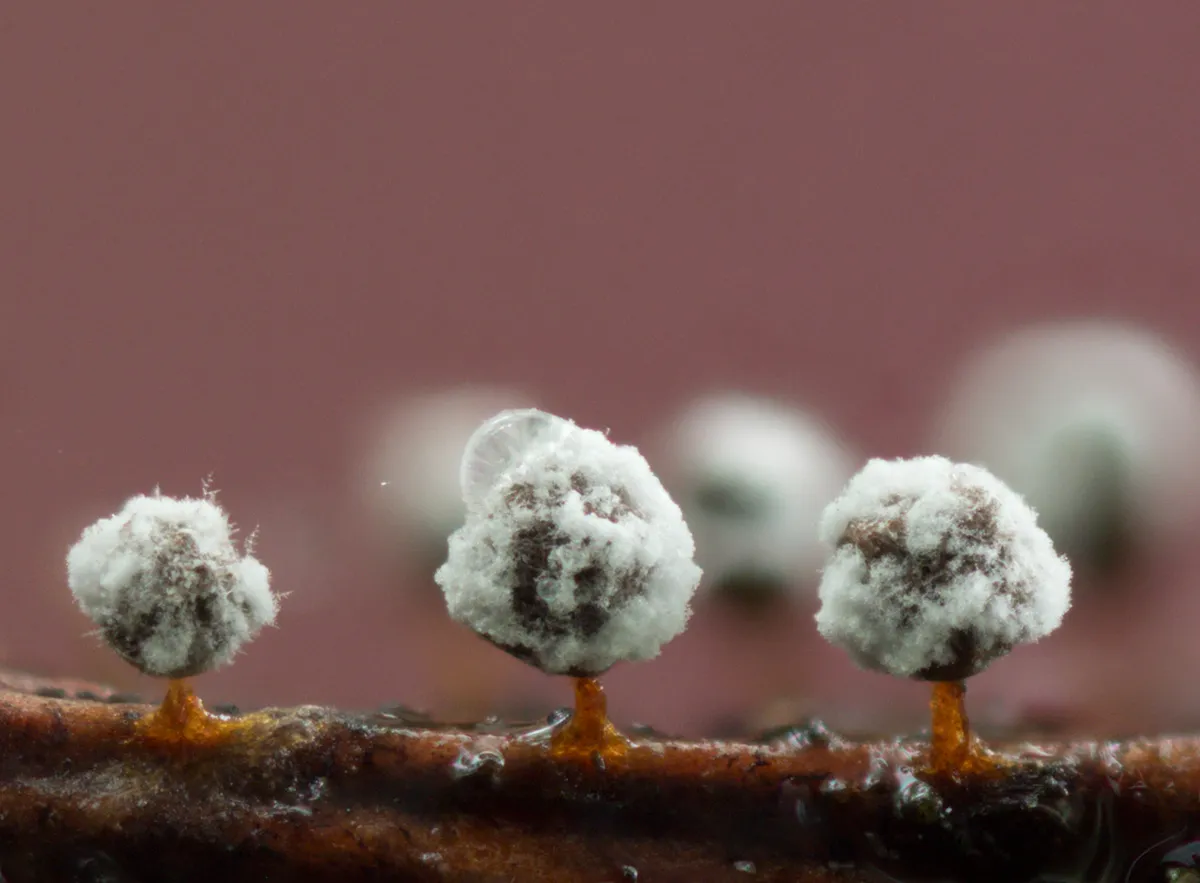 Slime Mould 2023A 14