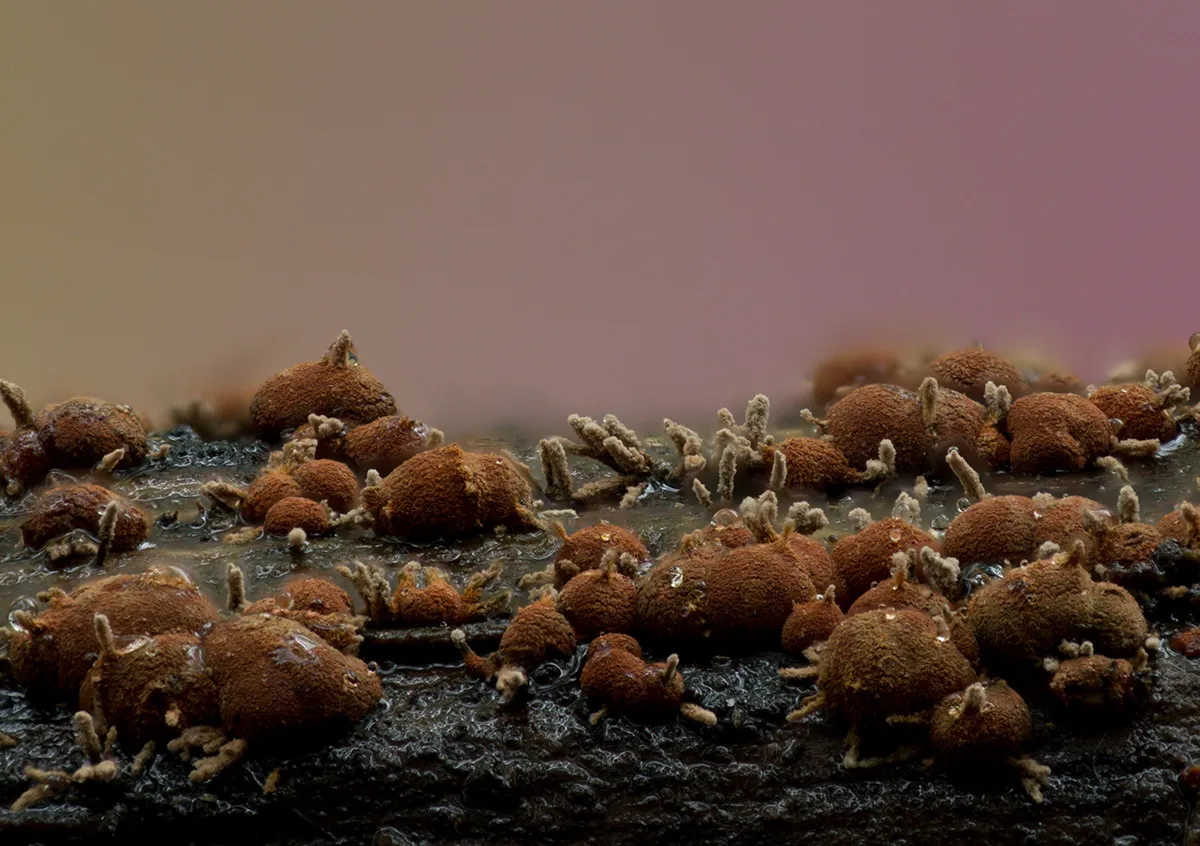 Slime Mould 2023A 16