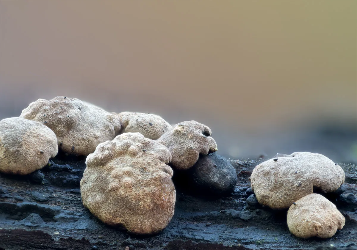 Slime Mould 2023A 17