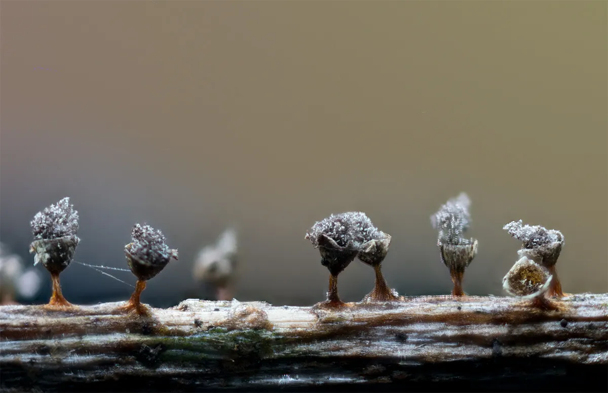 Slime Mould 2023A 20