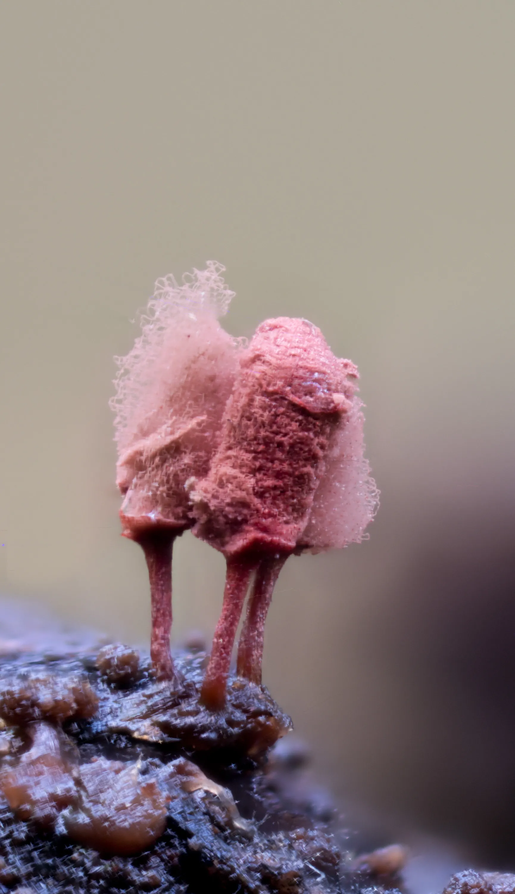 Slime Mould 2023A 23
