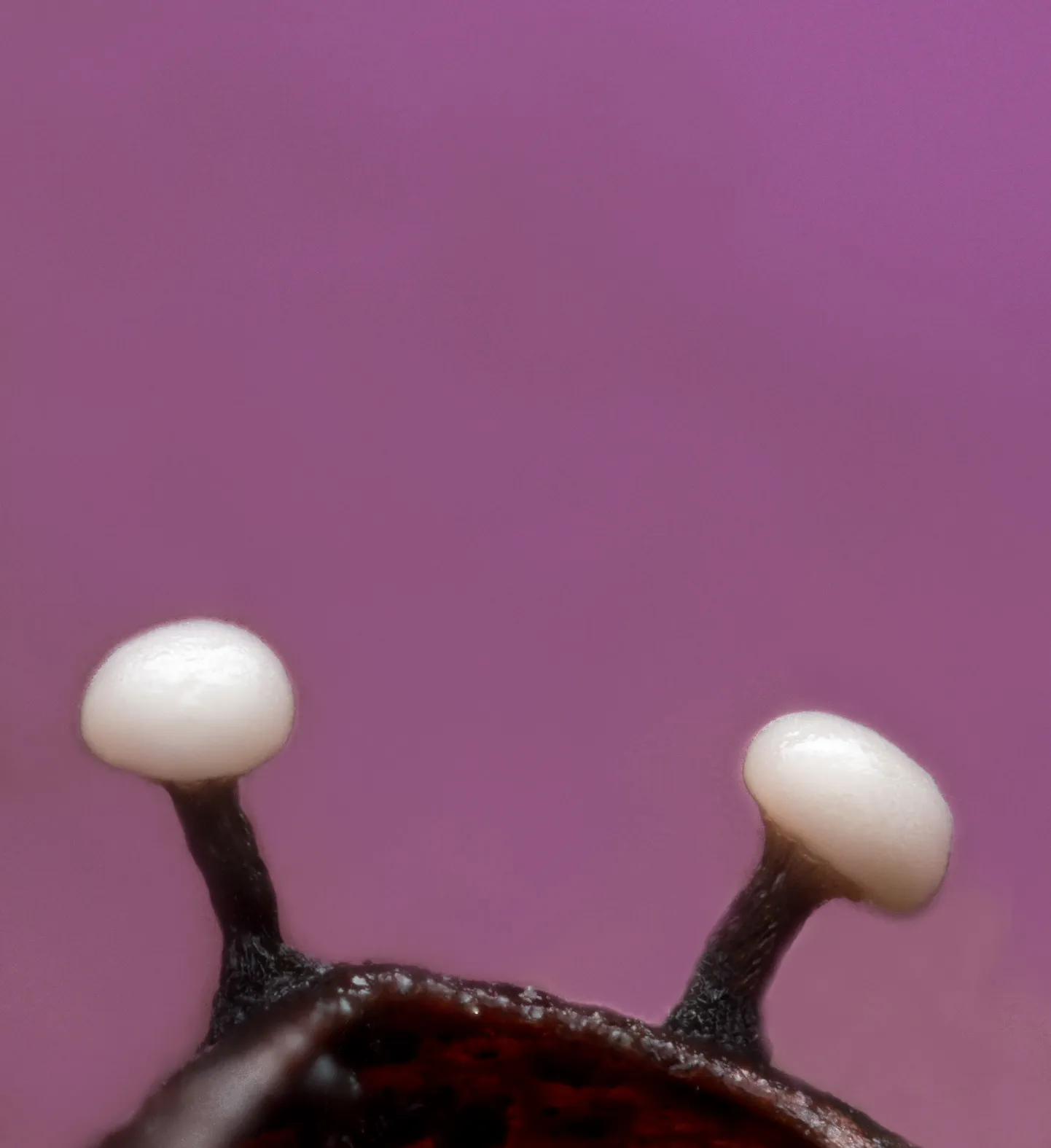 Slime Mould 2023A 24