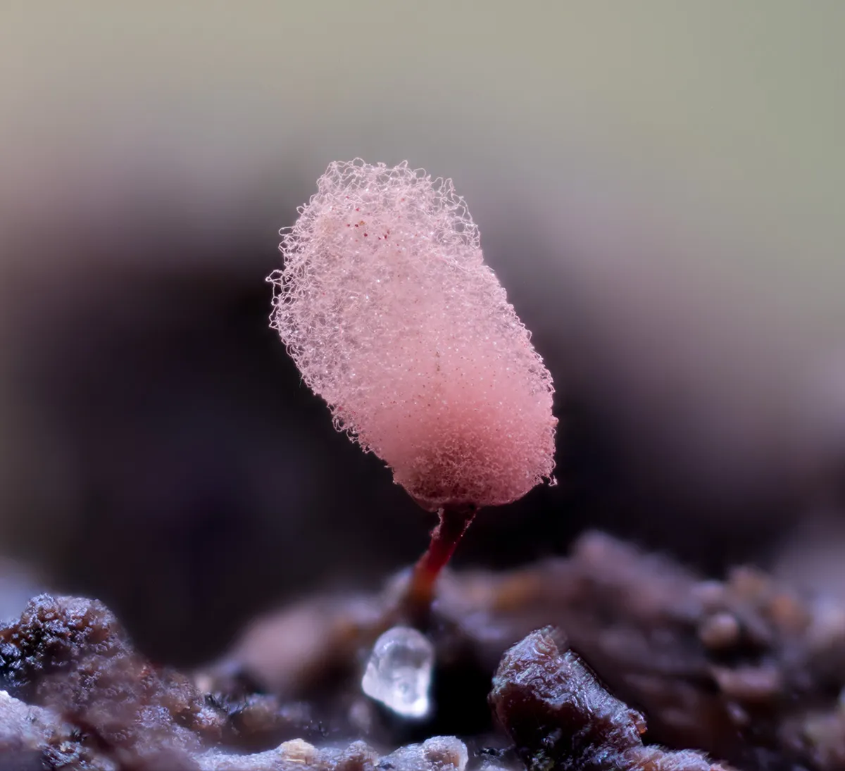 Slime Mould 2023A 25