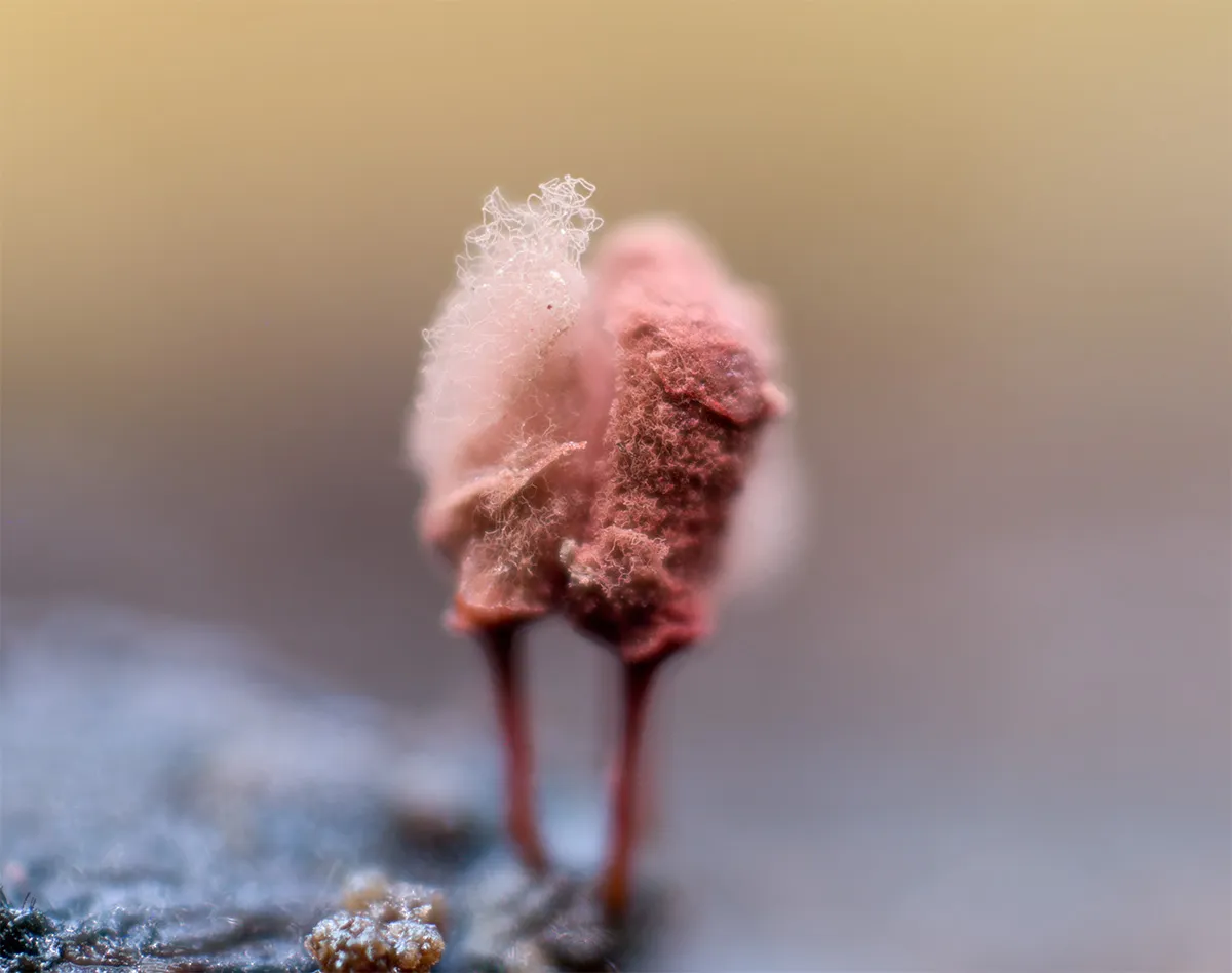 Slime Mould 2023A 27