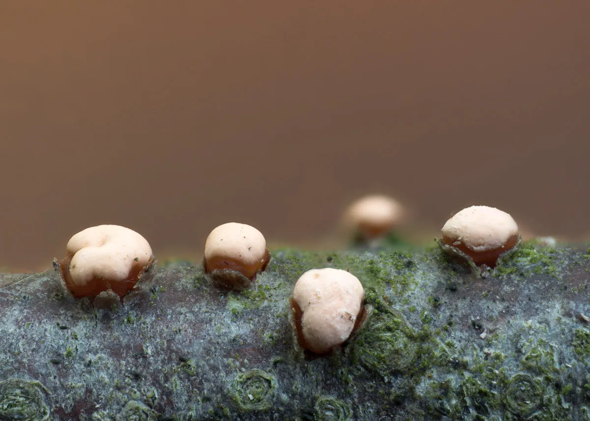Slime Mould 2023A 3
