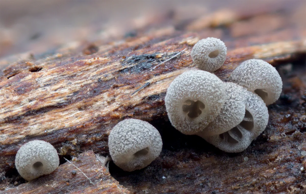 Slime Mould 2023A 30