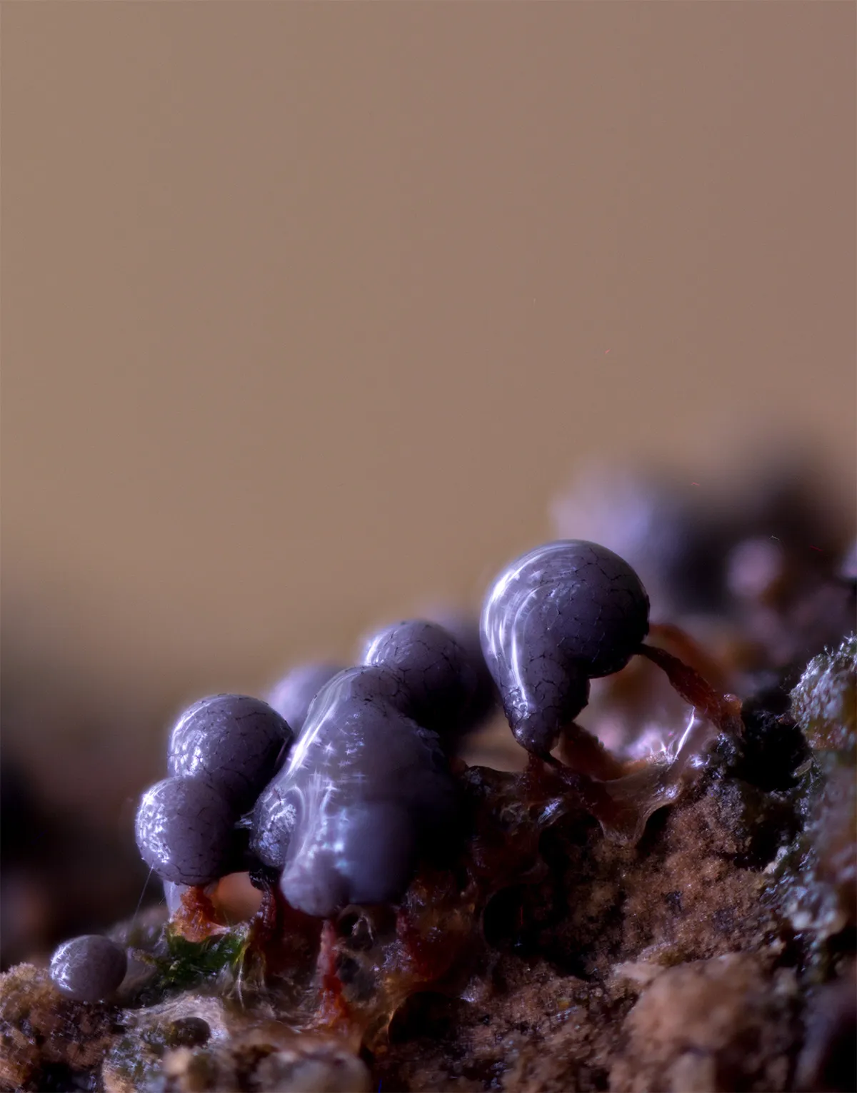 Slime Mould 2023A 31