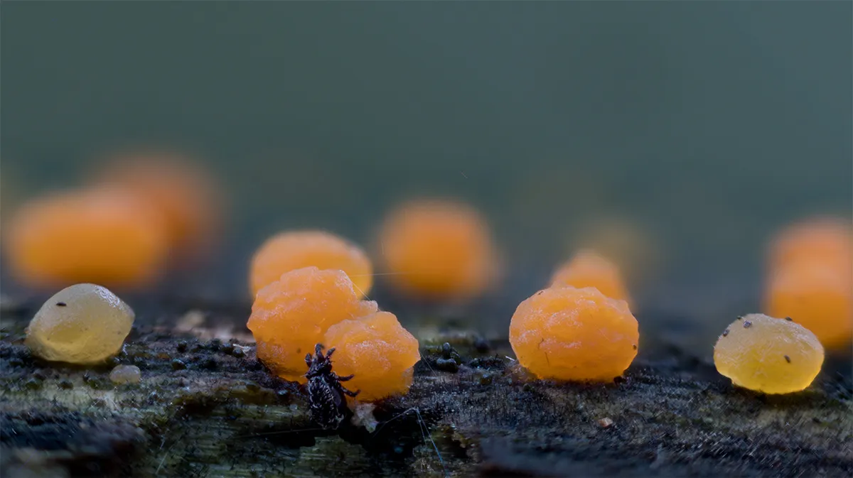 Slime Mould 2023A 33
