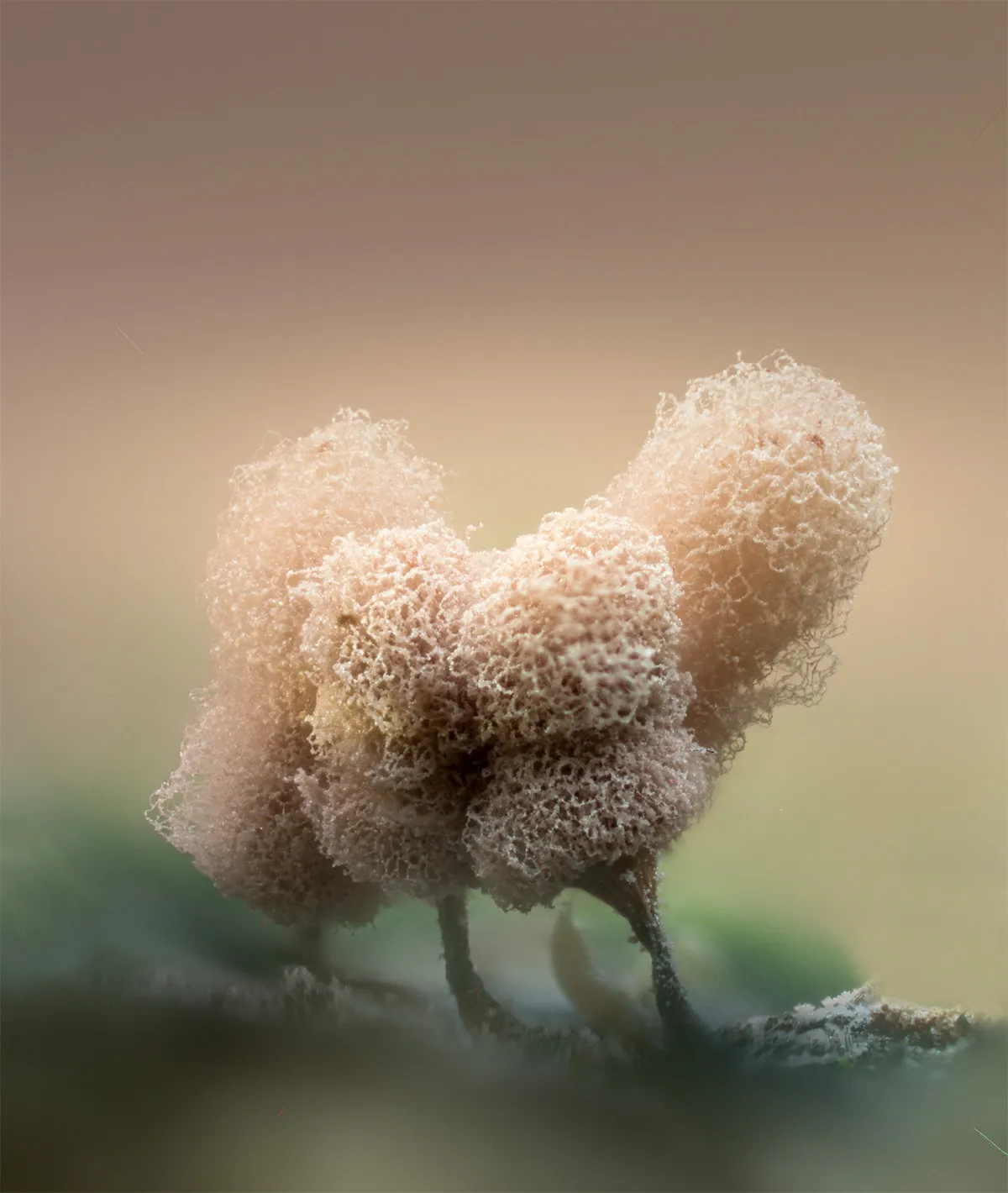 Slime Mould 2023A 34