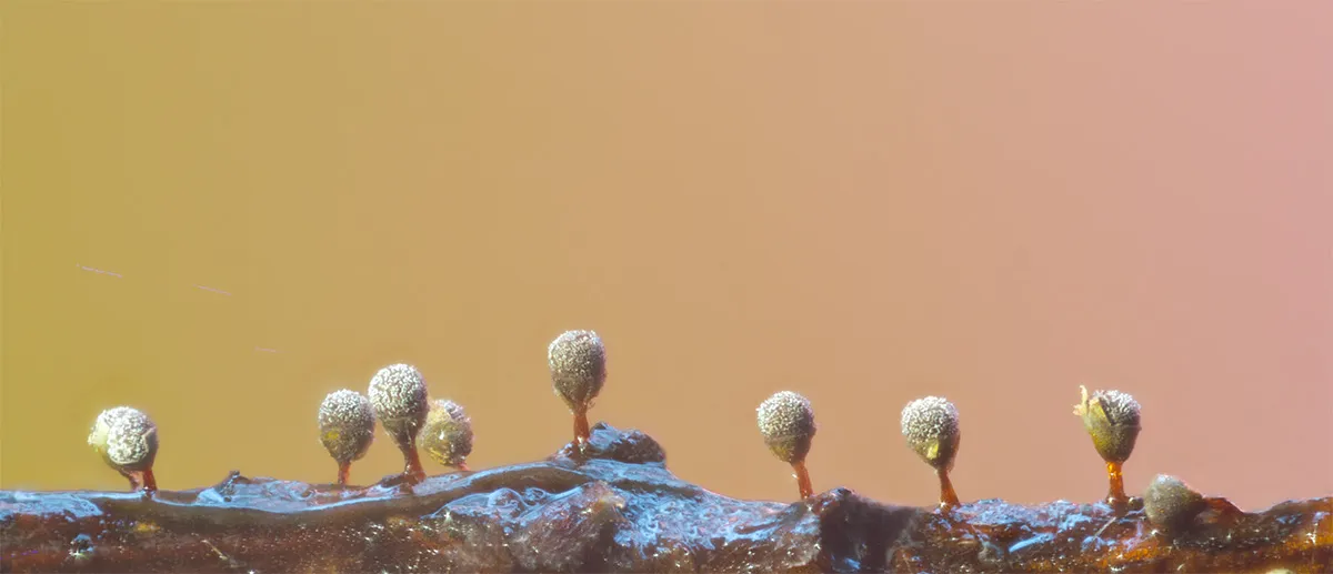 Slime Mould 2023A 35