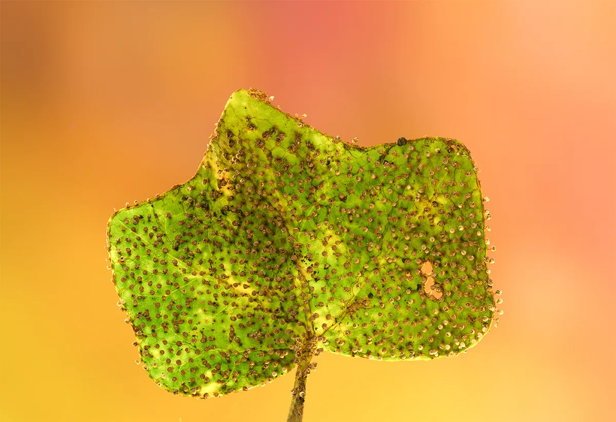 Slime Mould 2023A 39
