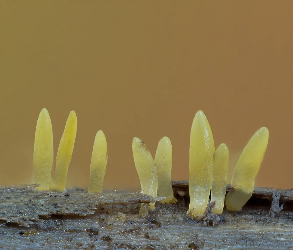 Slime Mould 2023A 4