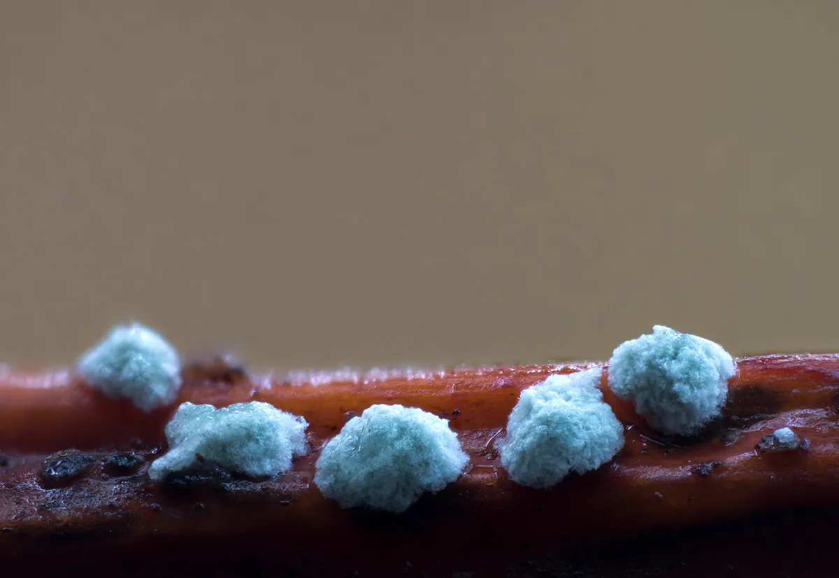 Slime Mould 2023A 5