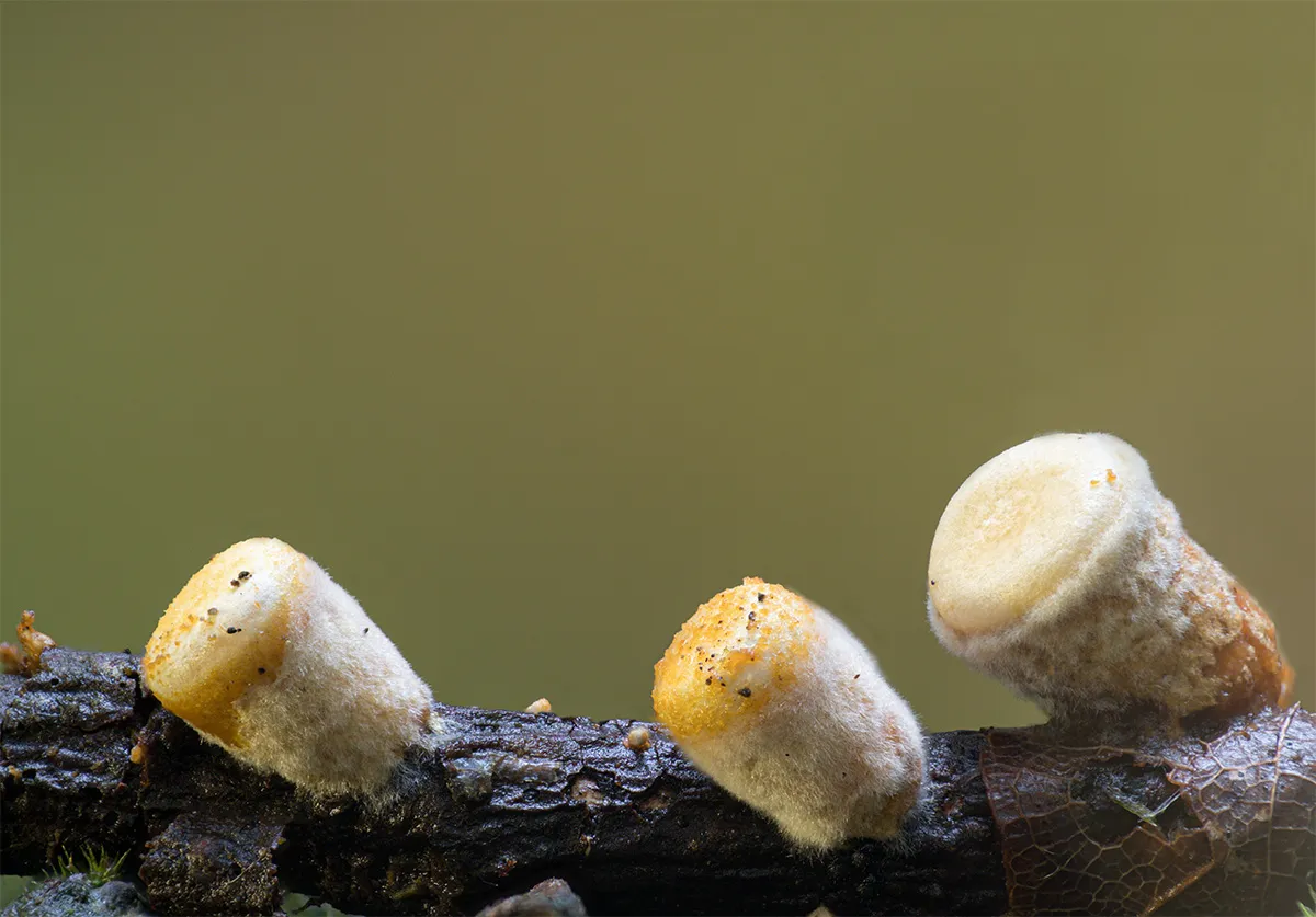 Slime Mould 2023A 7