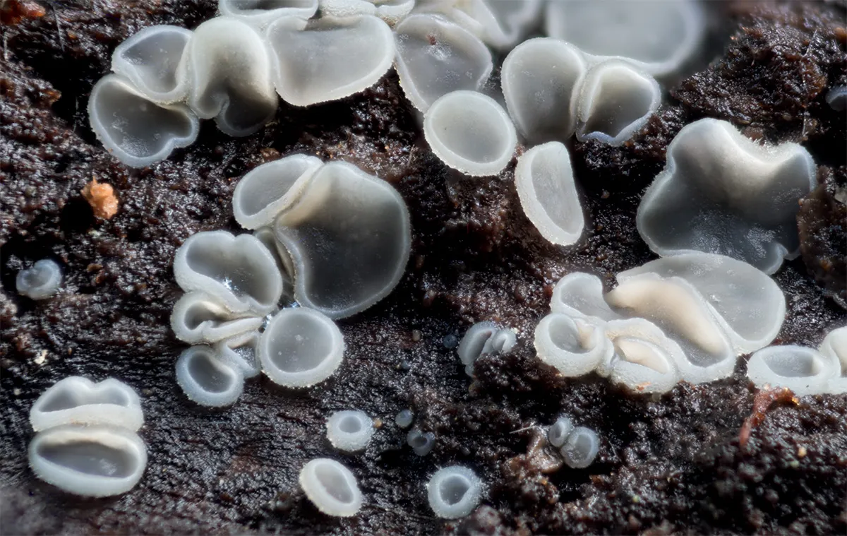 Slime Mould 2023A 9