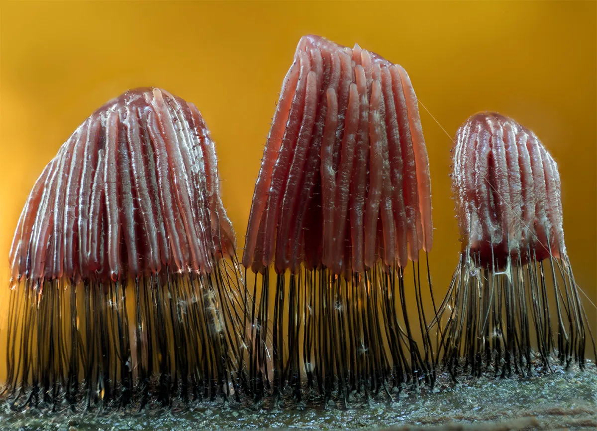 Slime Mould 2023B 10