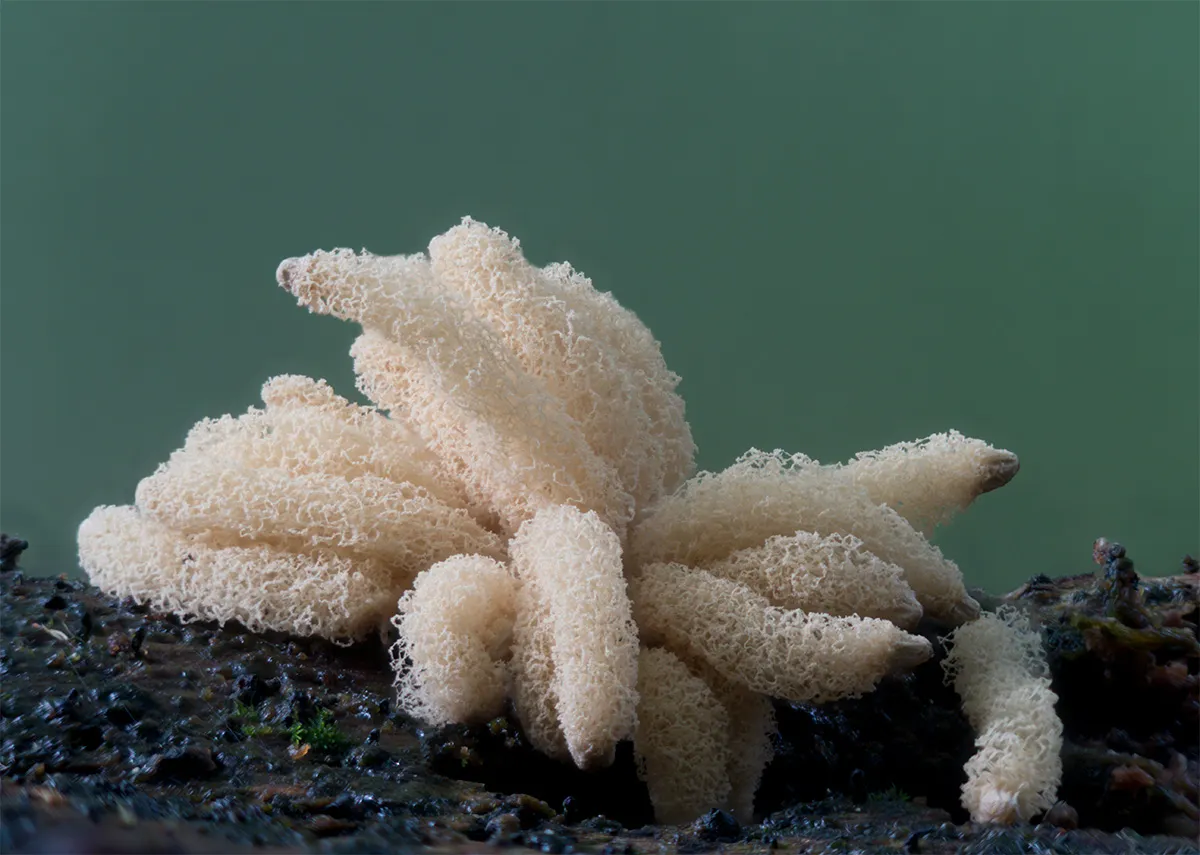 Slime Mould 2023B 16