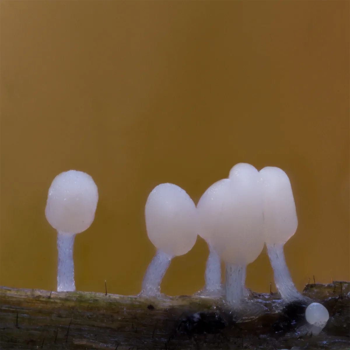 Slime Mould 2023B 17