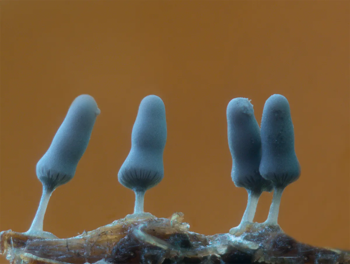 Slime Mould 2023B 20