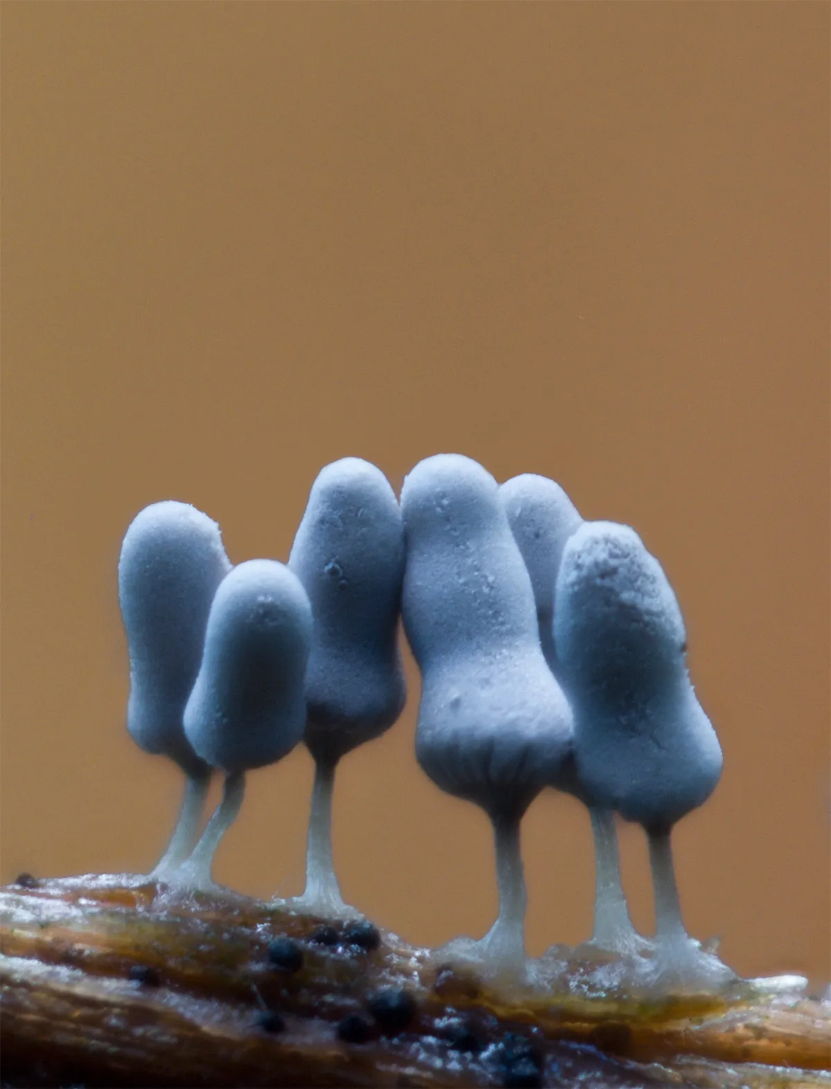 Slime Mould 2023B 22