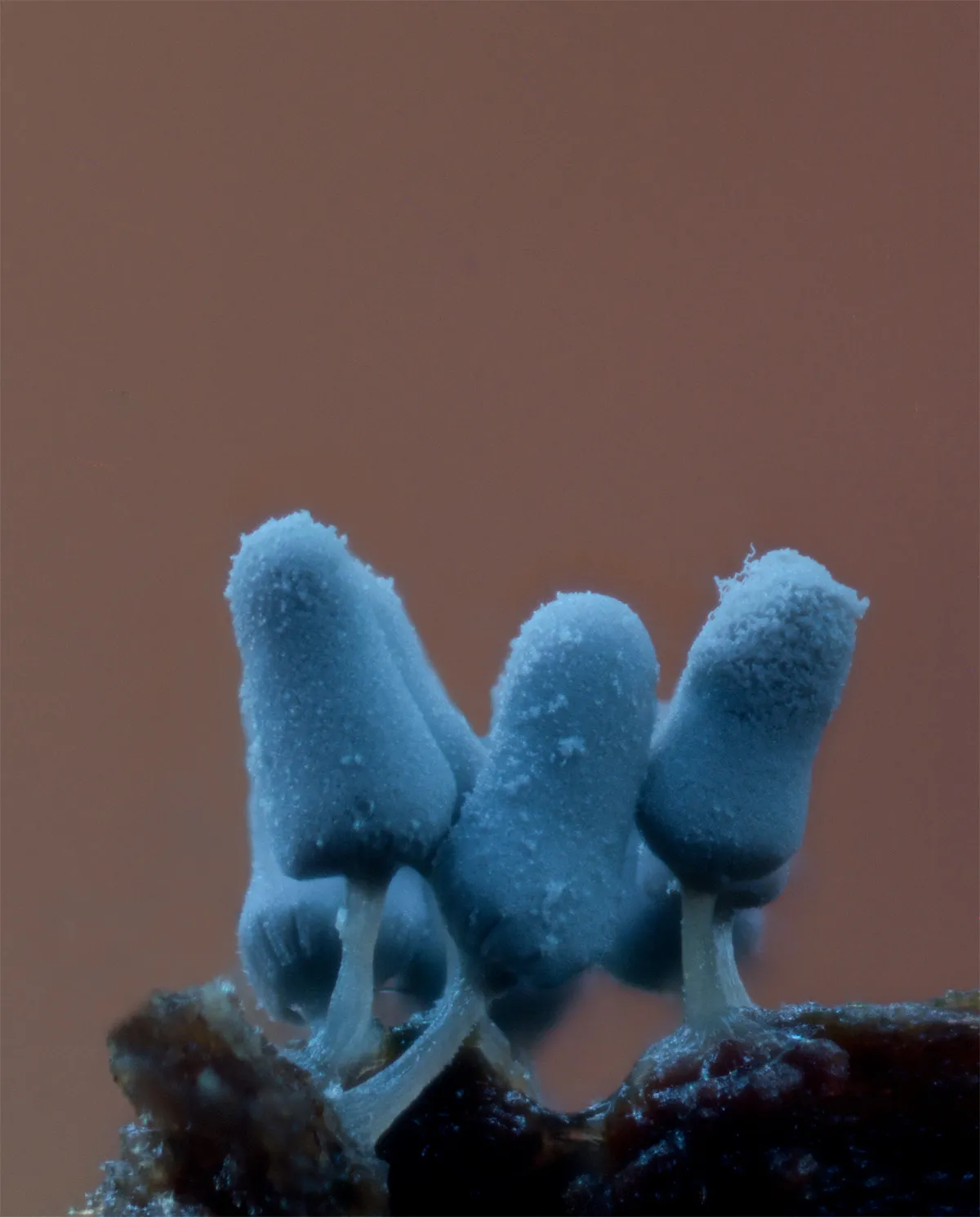 Slime Mould 2023B 23