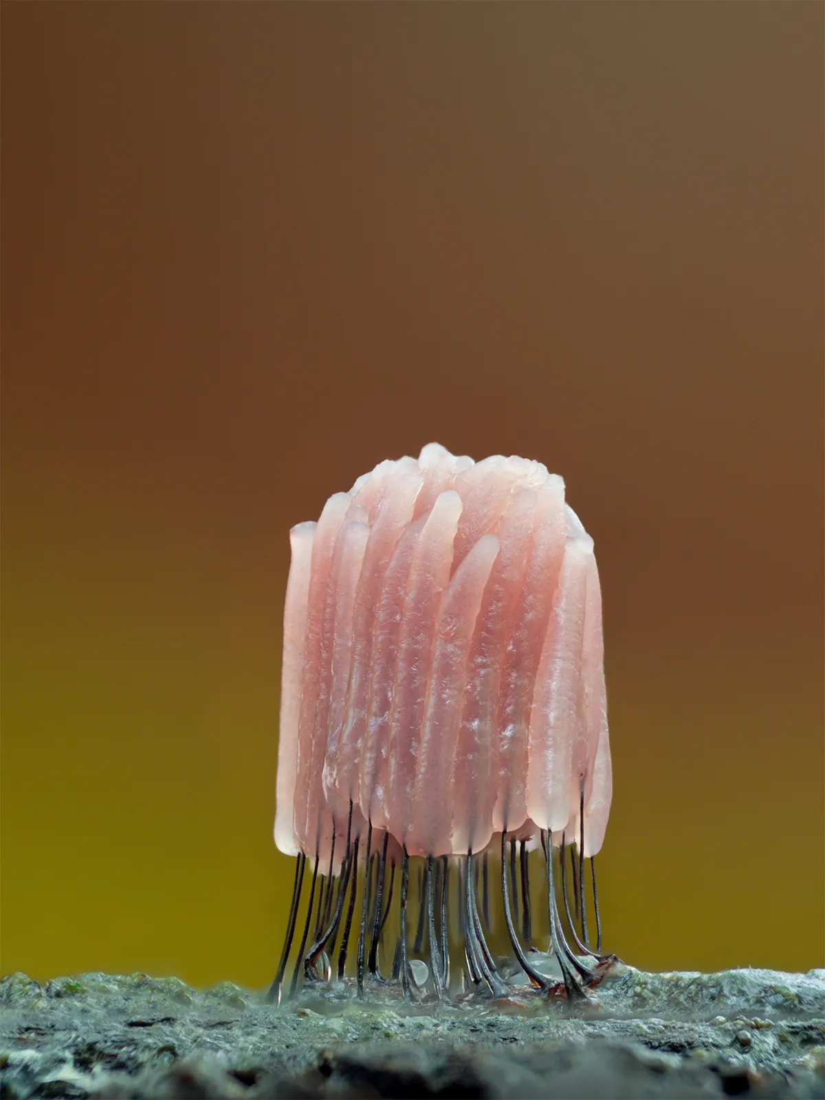 Slime Mould 2023B 28