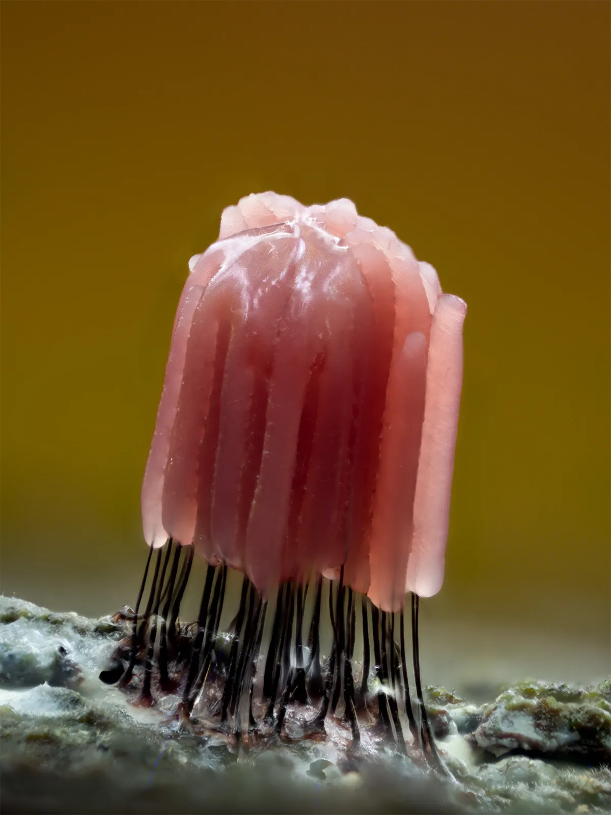 Slime Mould 2023B 29