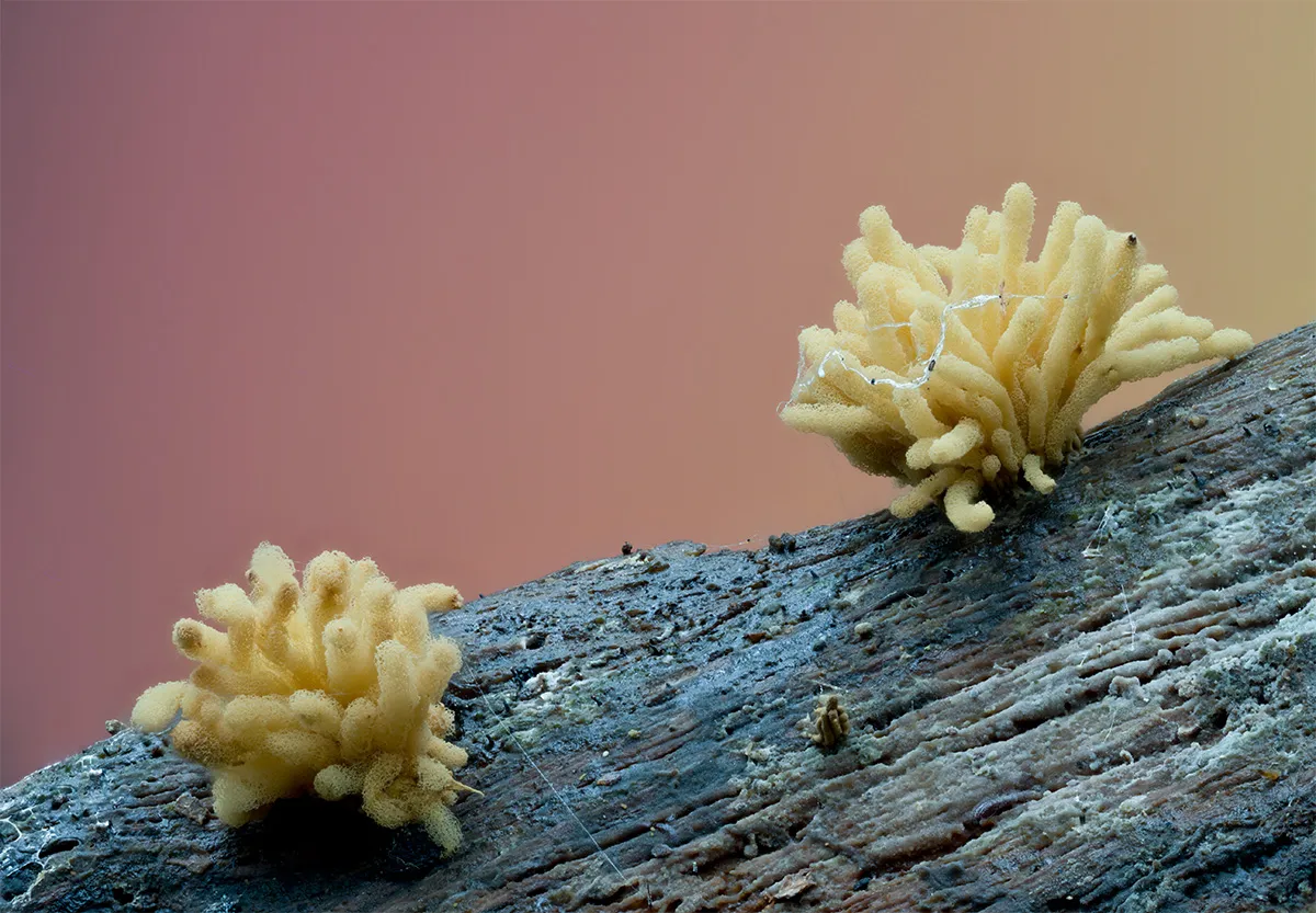 Slime Mould 2023B 3