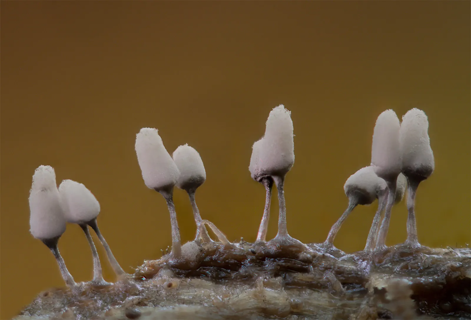 Slime Mould 2023B 31