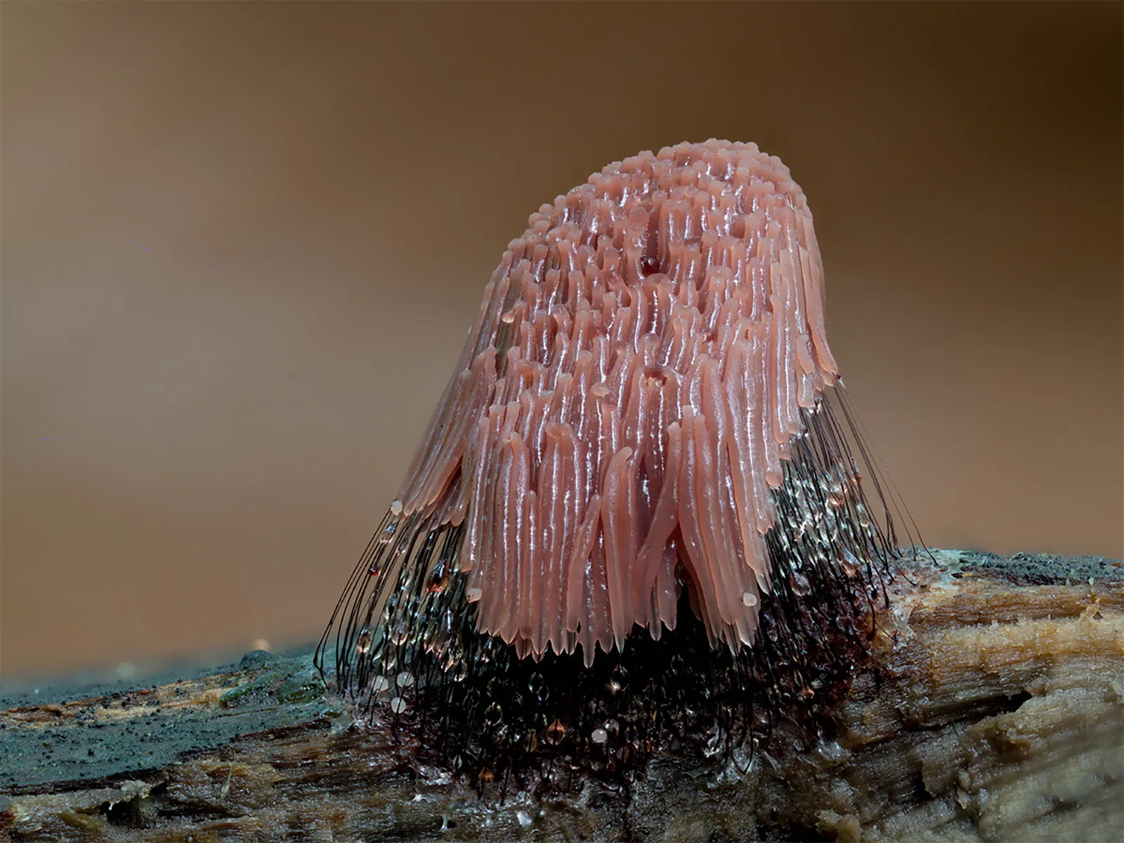 Slime Mould 2023B 32