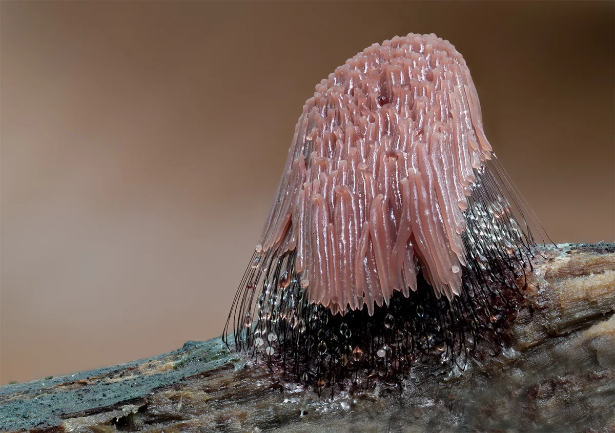 Slime Mould 2023B 33