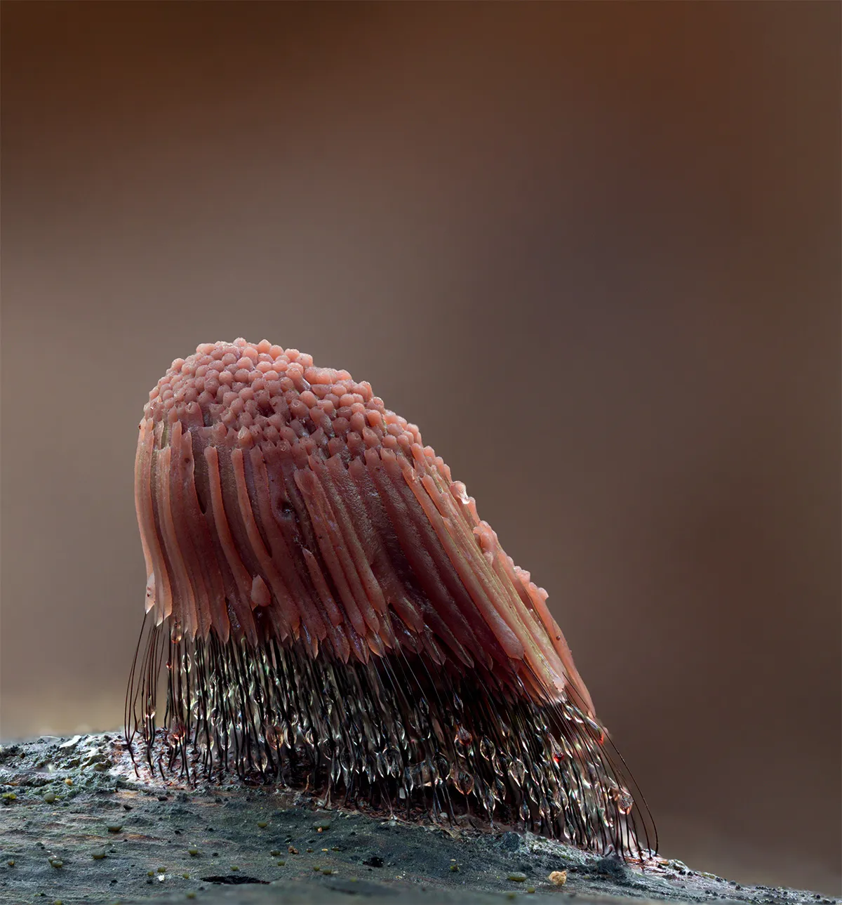 Slime Mould 2023B 35