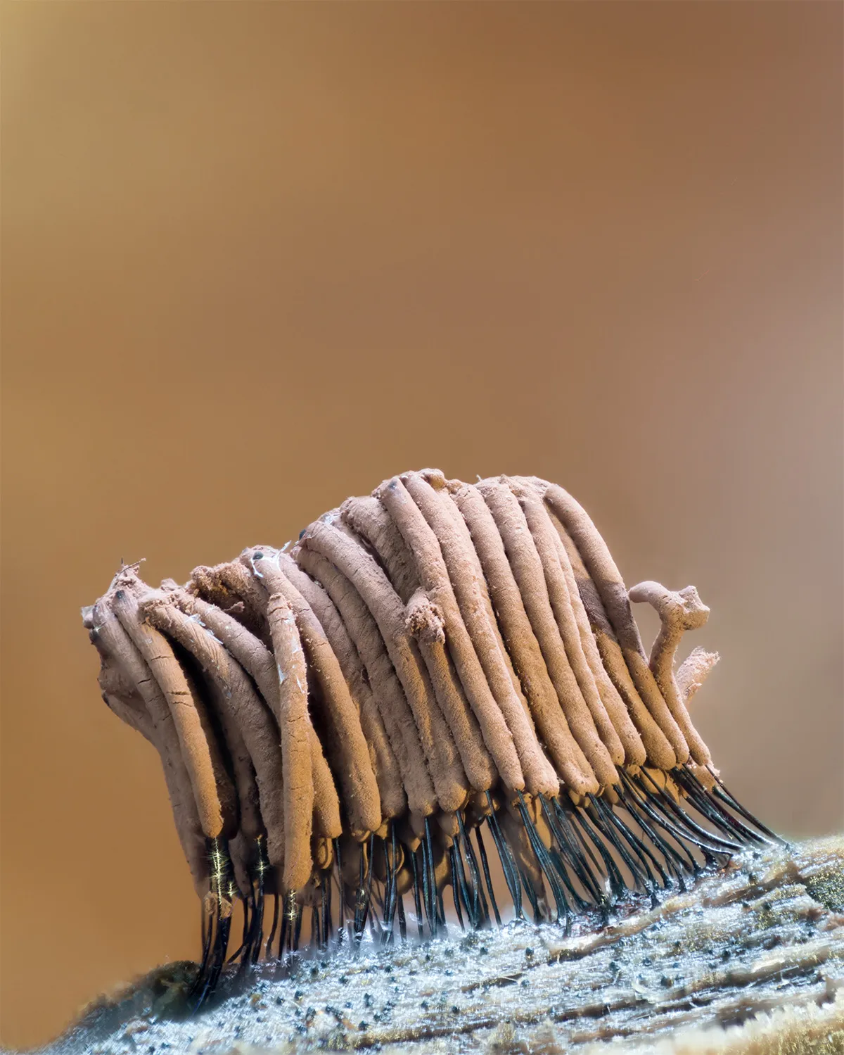 Slime Mould 2023B 40