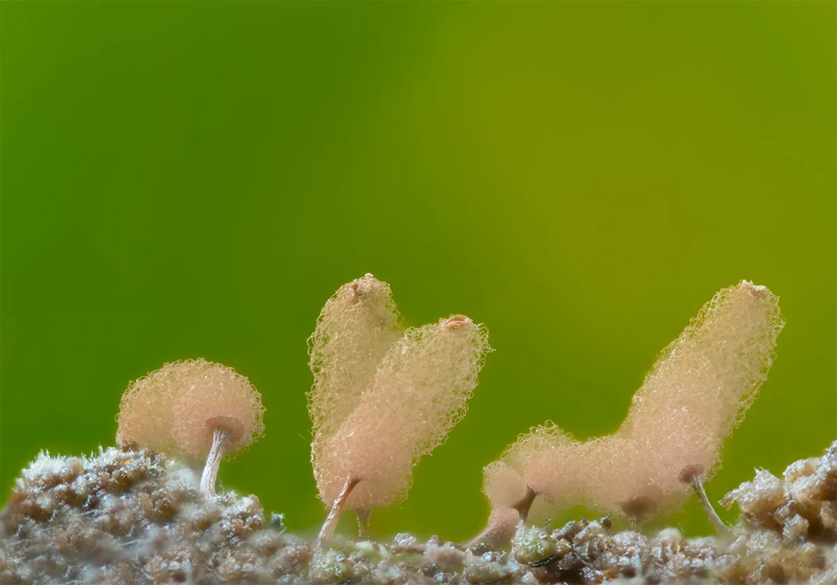 Slime Mould 2023B 7