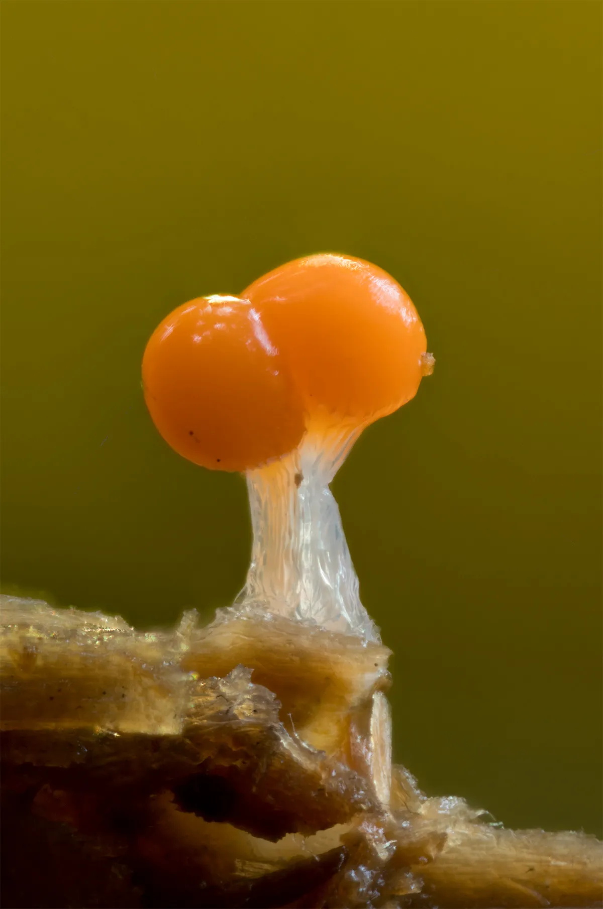Slime Mould 2023C 1
