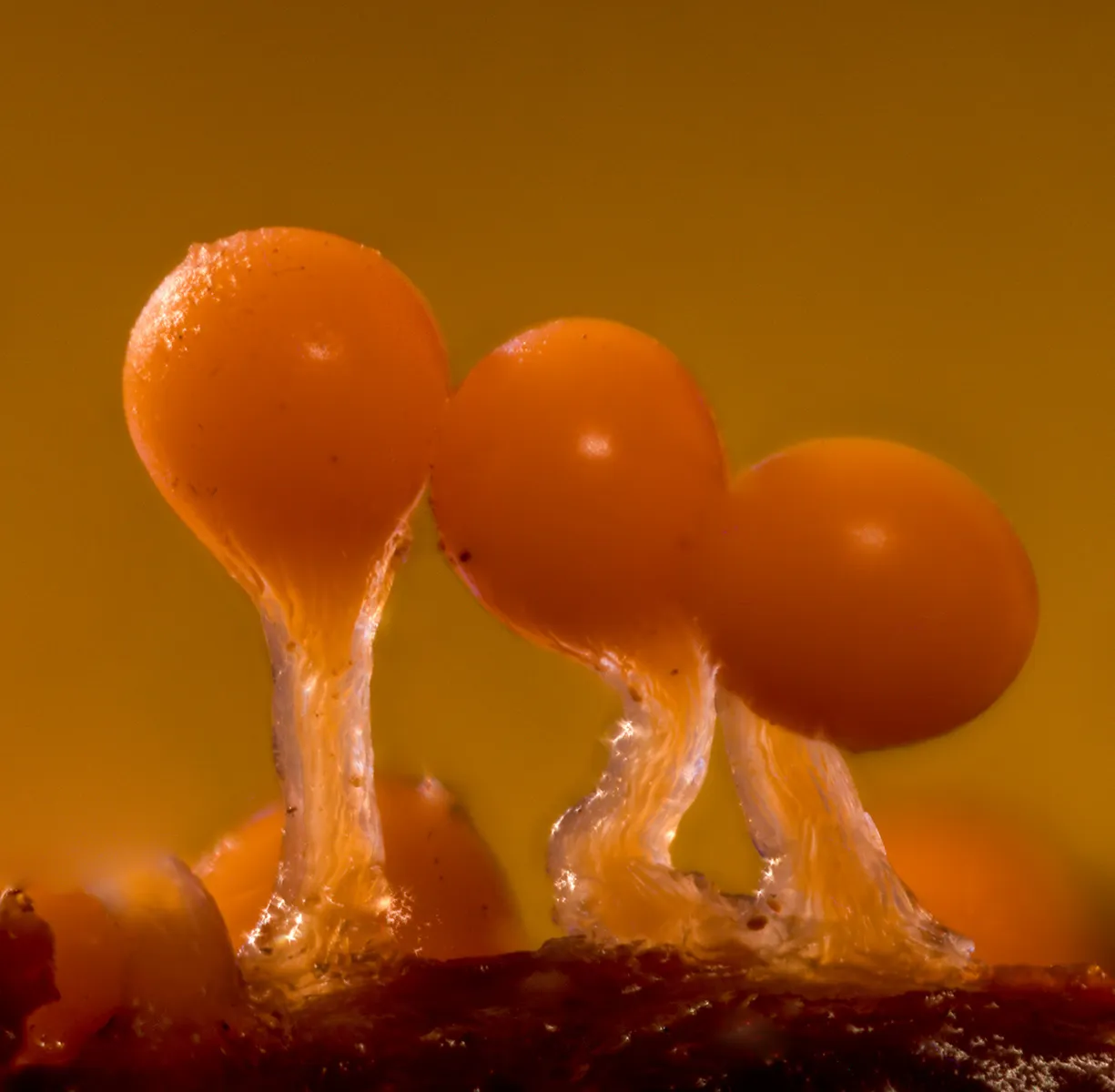 Slime Mould 2023C 13
