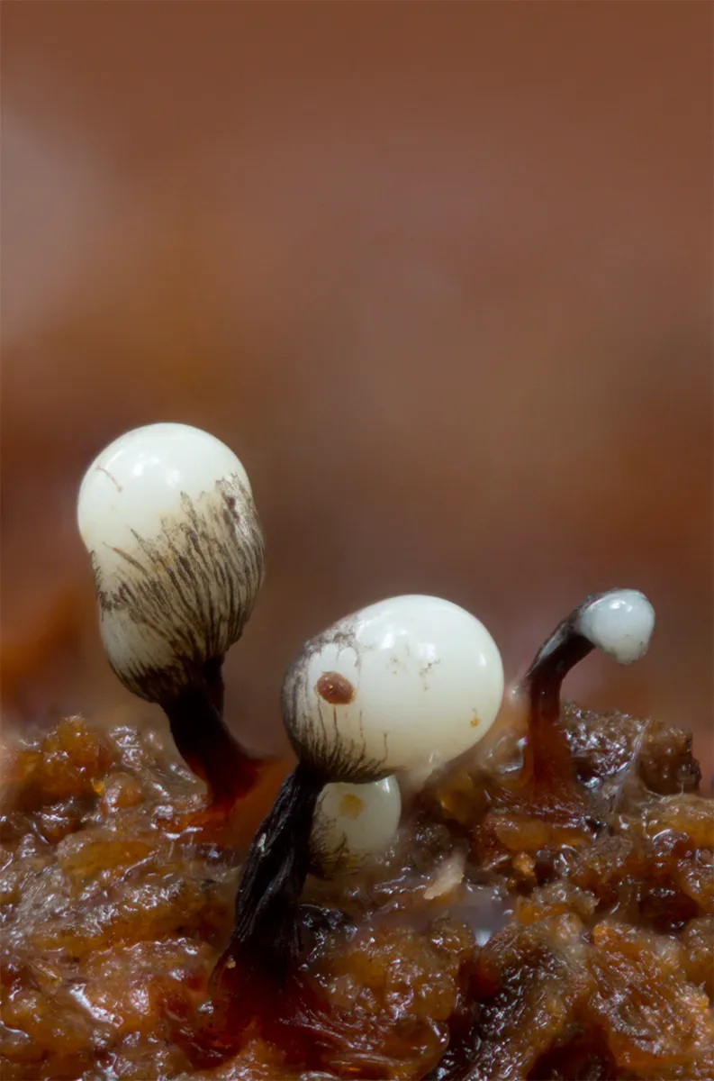 Slime Mould 2023C 14