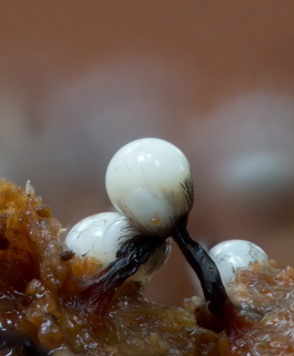 Slime Mould 2023C 16