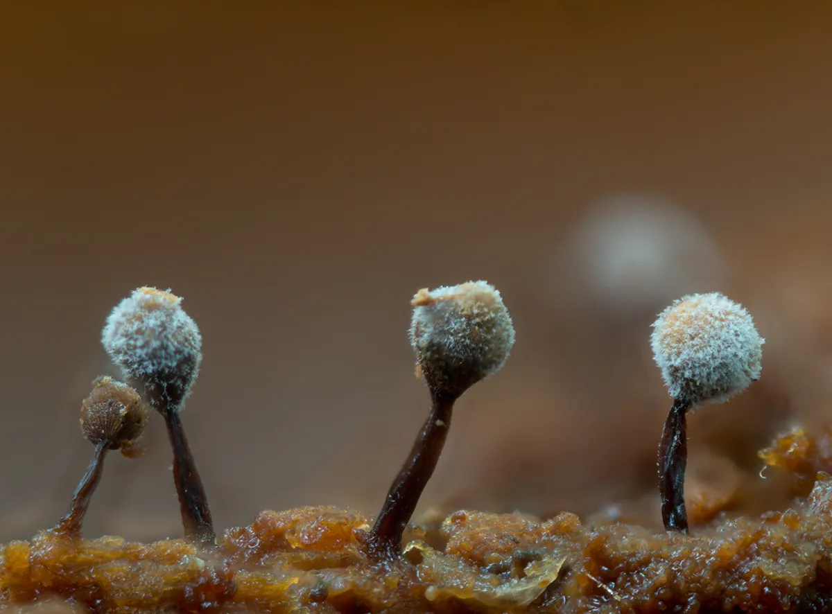 Slime Mould 2023C 19