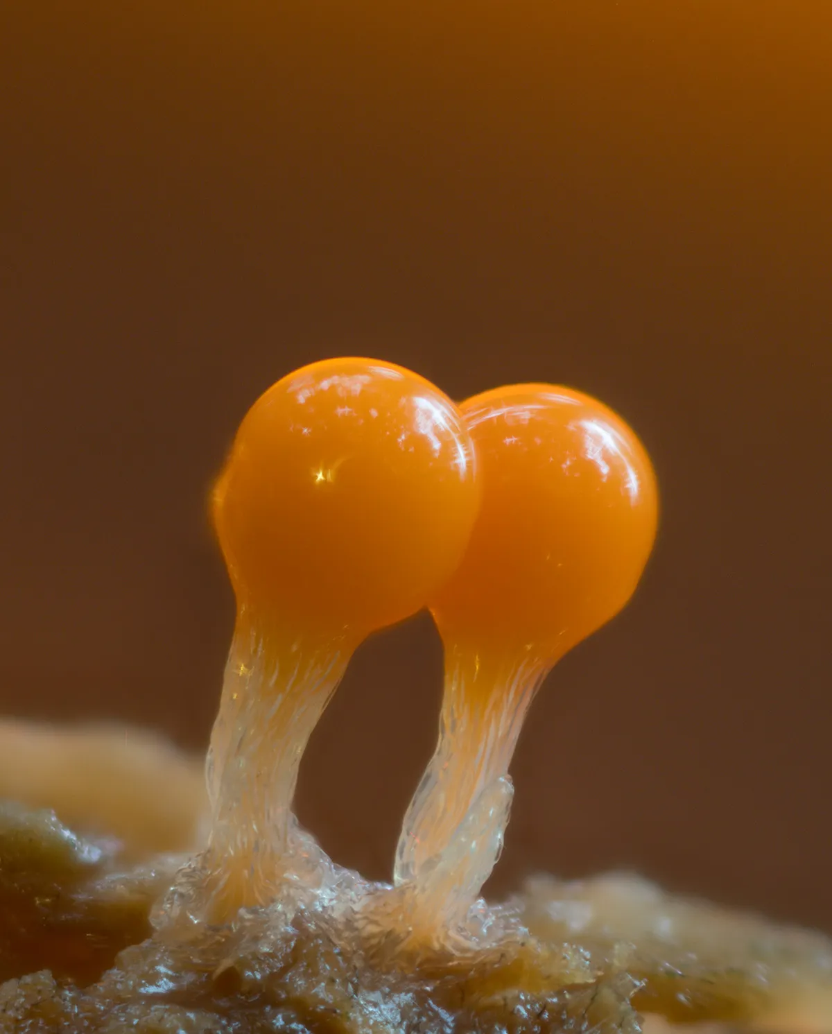 Slime Mould 2023C 2