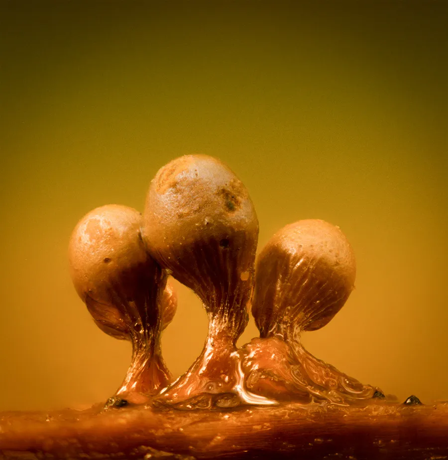 Slime Mould 2023C 20