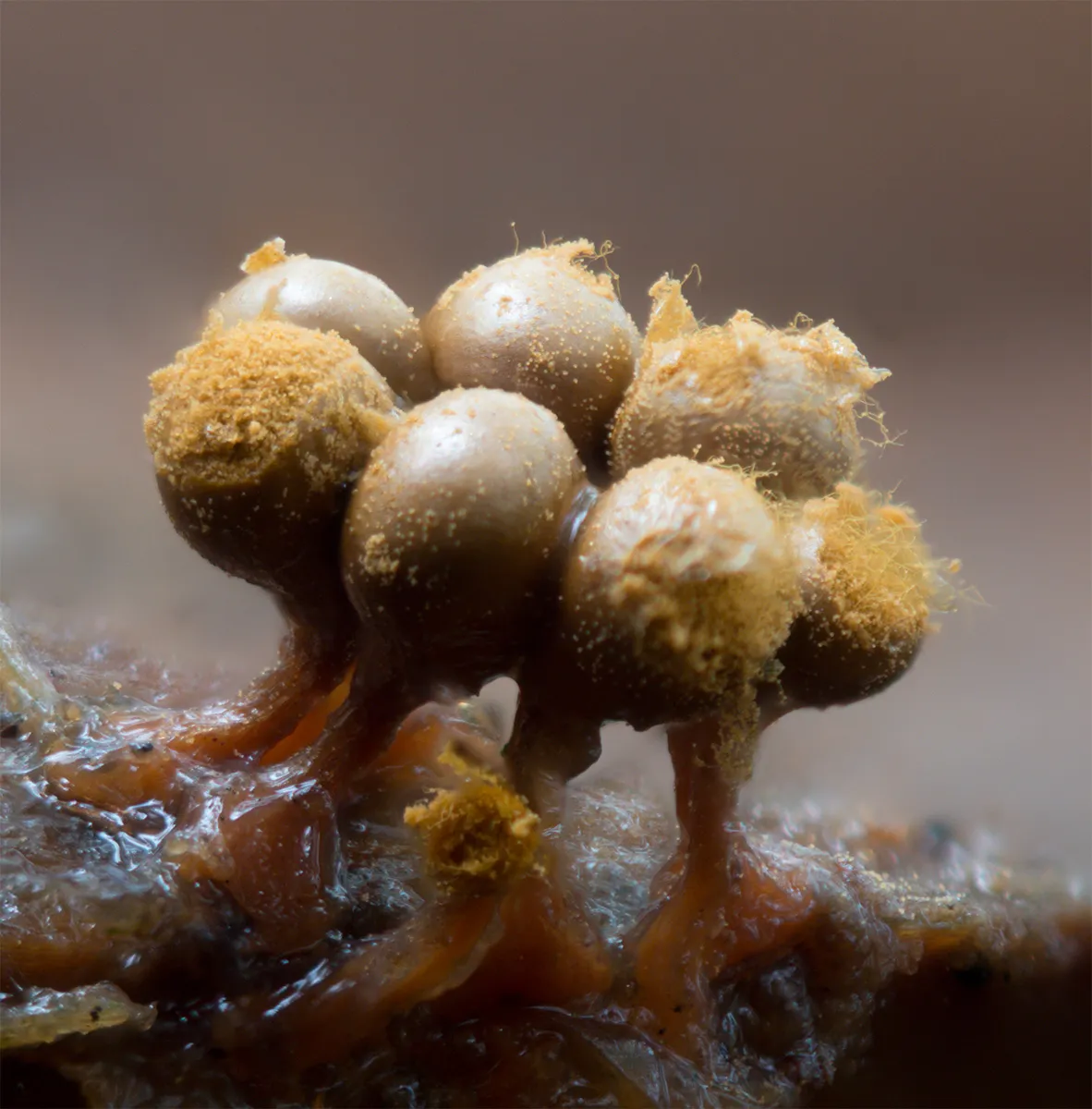 Slime Mould 2023C 23
