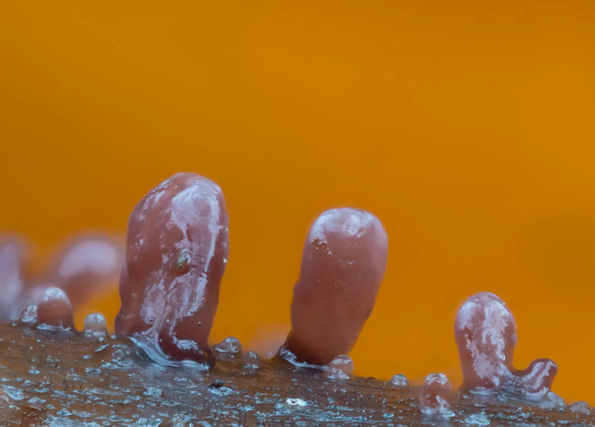 Slime Mould 2023C 29
