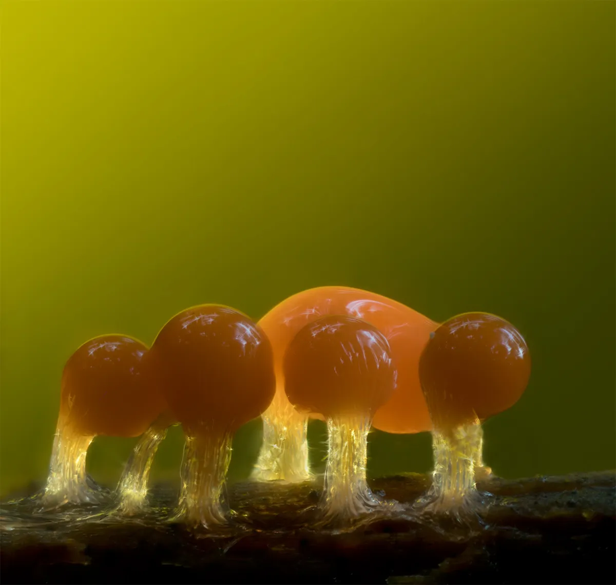 Slime Mould 2023C 30