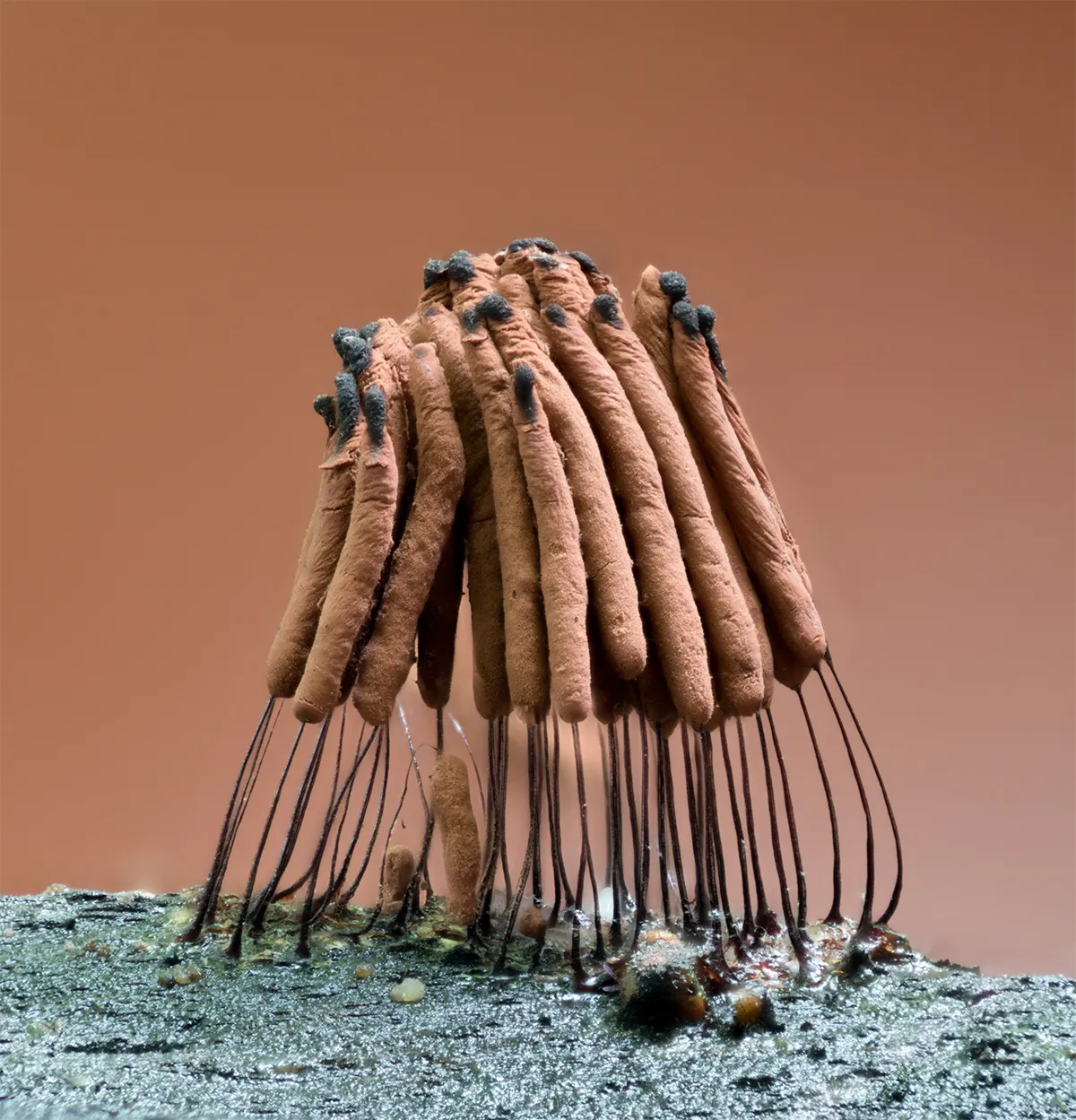 Slime Mould 2023C 33