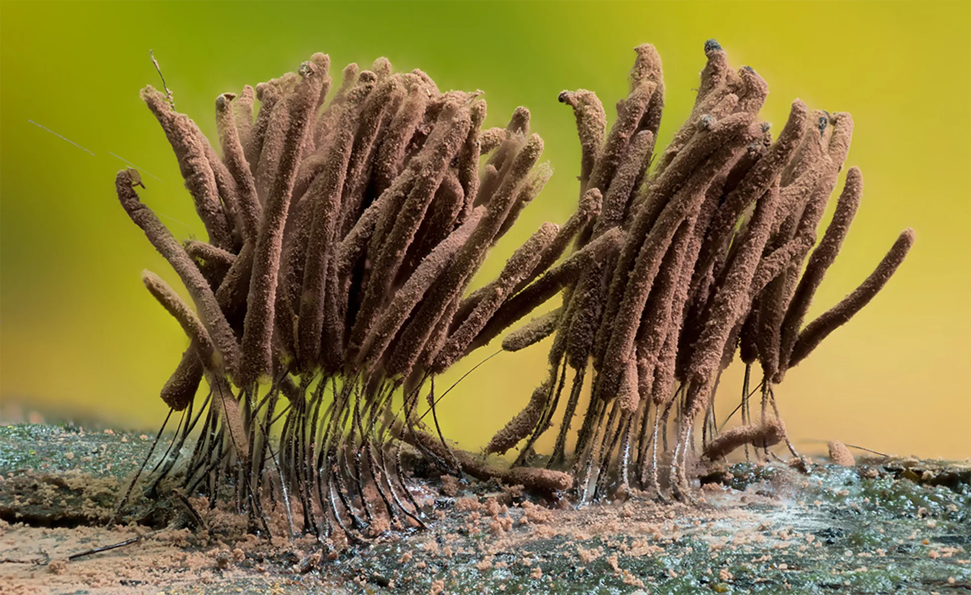 Slime Mould 2023C 35