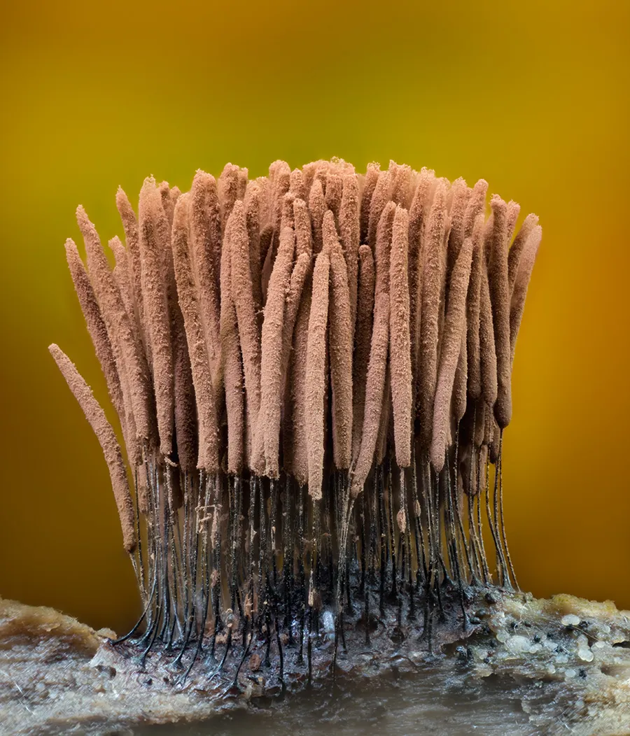 Slime Mould 2023C 37